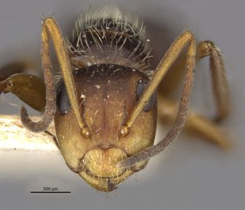 Media type: image;   Entomology 21595 Aspect: head frontal view